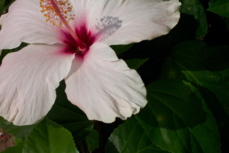 pinkhibiscus.jpg